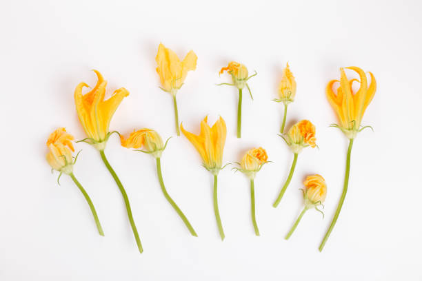 istock Fresh green zucchini flower and leaves on white background. 1171889757