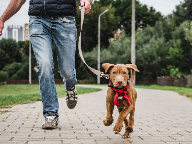 netter welpe auf einem morgenlauf mit seinem besitzer - pet walking stock-fotos und bilder