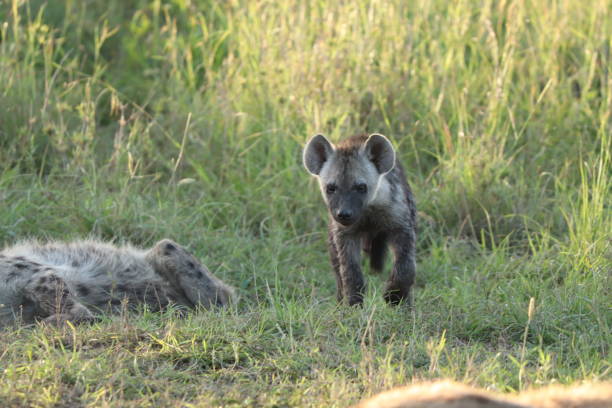 Spotted hyena cub in the savannah, Masai Mara National Park, Kenya. Young spotted hyena (crocuta crocuta) in the grass, Masai Mara National Park, Kenya. spotted hyena photos stock pictures, royalty-free photos & images