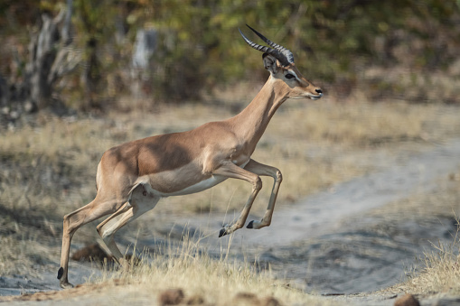 young impala ram jumping