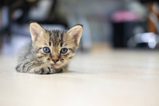 istock Kitten lays down on the floor and looks straight 1171891010