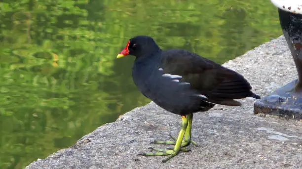 Common moorhen on Grand Union canal towpath on early summers morning, United Kingdom