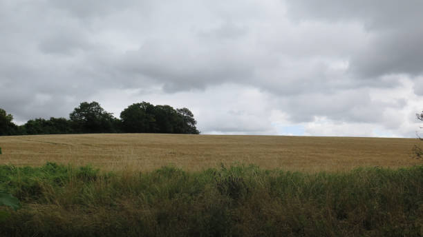 istock Ripe corn field under heavy clouds on summer day in UK 1171891045