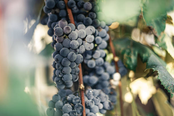 istock Beautiful fresh bunch of blue grapes on a growing grapevine background. 1171893228