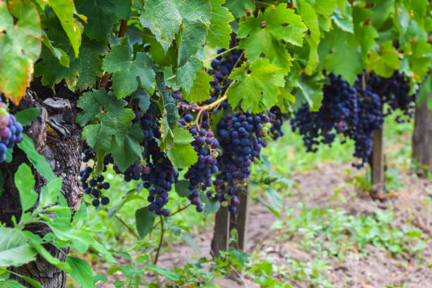 istock large bunch of dark grapes hanging on a vine close 1171893529