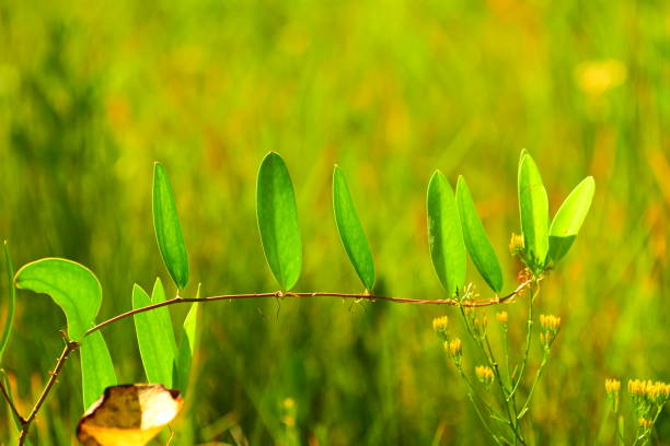 Bright green new growth on briar growing in forest, with sunlight naturally lighting them and the defocused understory in the background. Photo taken at Blackwater River State Forest in Northwest Florida. Nikon D750 with Nikon 200mm macro lens