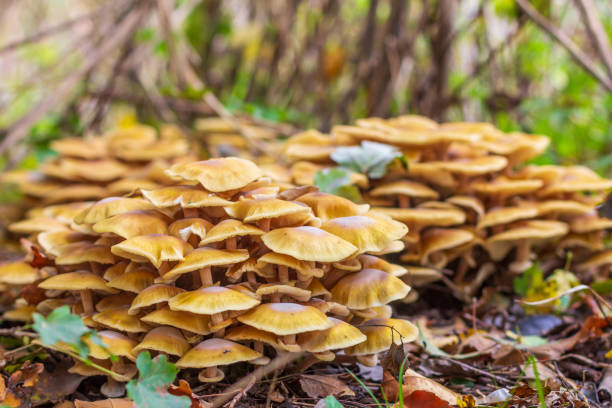 istock mushrooms honey agaric in the autumn forest 1171895378