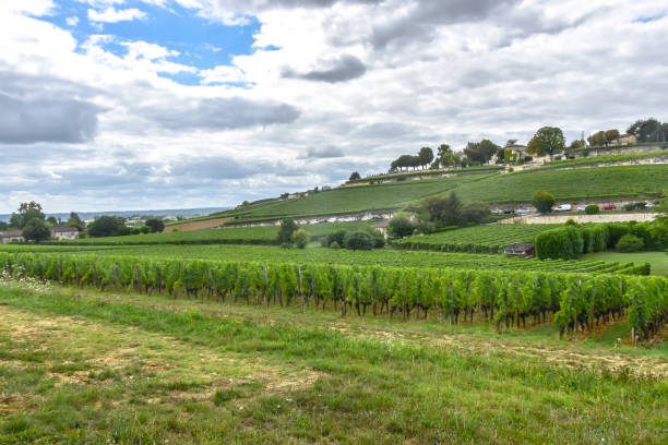 istock many rows of vineyards panoramic view 1171895698