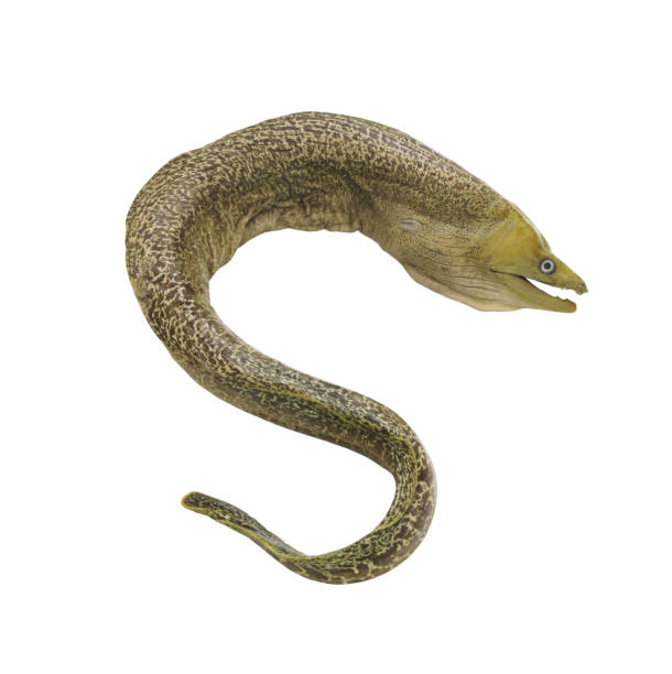 Moray eel fish isolated on white stock photo