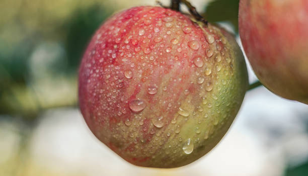 istock Close up Beautiful fresh young apple growing on a tree. 1171896744