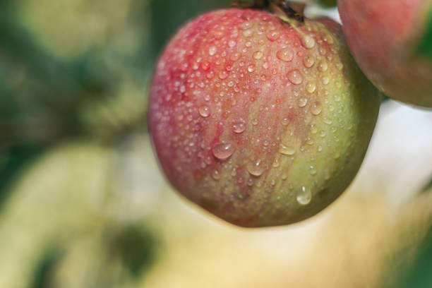 istock Close up Beautiful fresh young apple growing on a tree. 1171896816