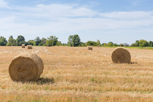 Large round dry cereal straw bales on the harvested field on a background of trees and sky
