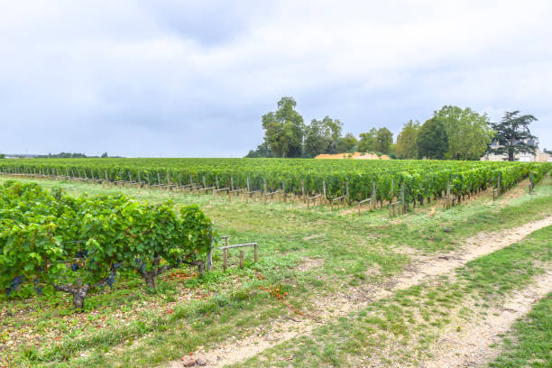 istock road along the rows of vineyards landscape 1171896990