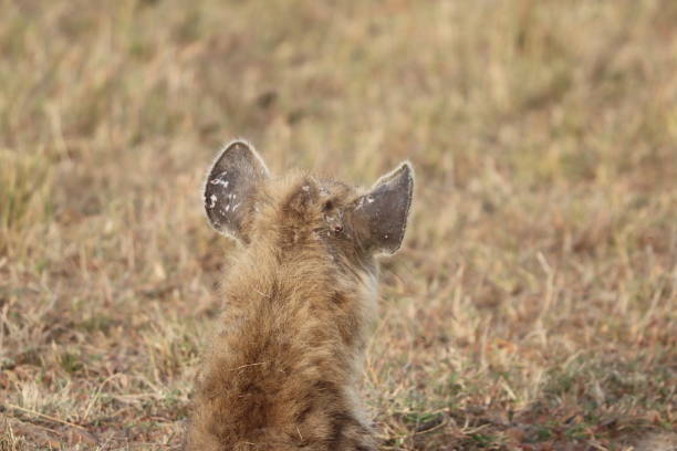 orecchie di iena maculate con cicatrici, parco nazionale di masai mara, kenya. - portrait spotted hyena field africa foto e immagini stock