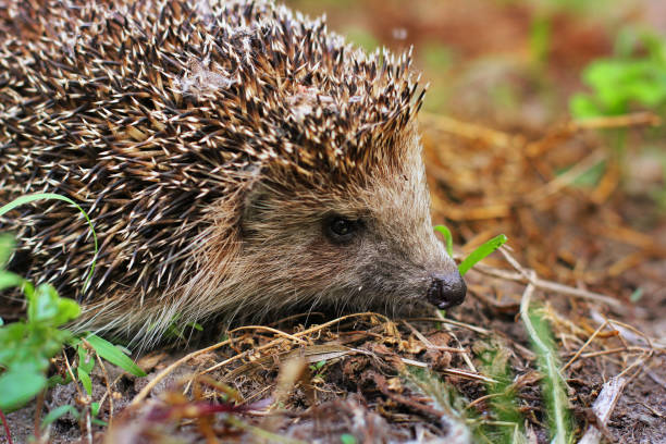 istock Hedgehog in the garden. Hedgehog close up 1171898485