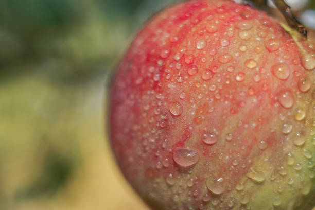 istock Fresh red apples growing on a tree background. After the rain. Macro view. 1171898647