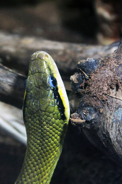 istock Snake in the terrarium 1171898693