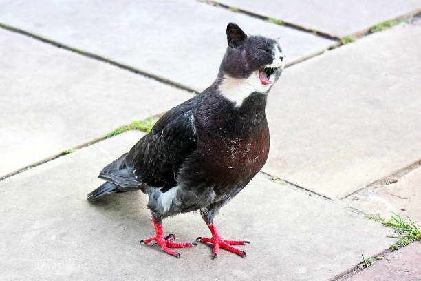 Bird with the head of a cat.