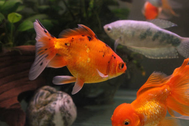 istock Fish in the aquarium 1171898737
