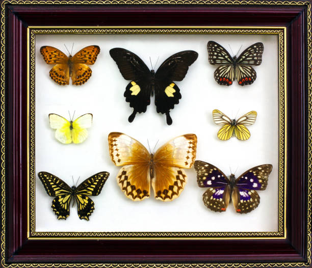 istock Butterflies on a white background. Different butterflies 1171898770