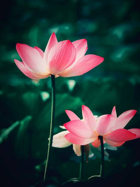 로터스 클로즈업 - lotus flower single flower red 뉴스 사진 이미지