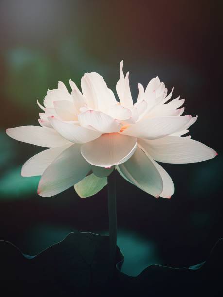 로터스 클로즈업 - lotus flower single flower red 뉴스 사진 이미지