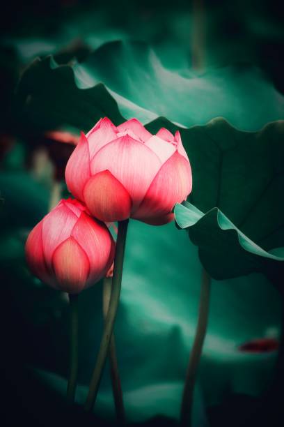 lotus close-up - lotus flower single flower red imagens e fotografias de stock