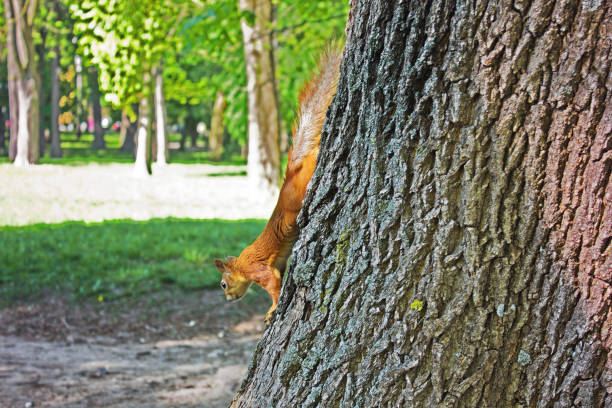 istock Squirrel on a tree. Squirrel in the autumn park 1171898951