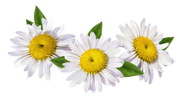 istock chamomile flower isolated 1171899769