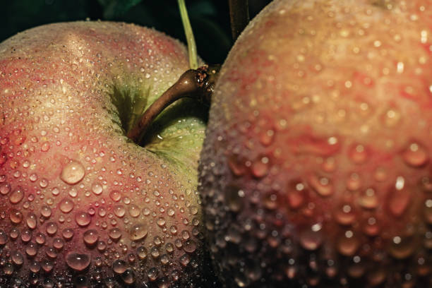 istock Fresh red apples growing on a tree background. After the rain. Macro view. 1171899785