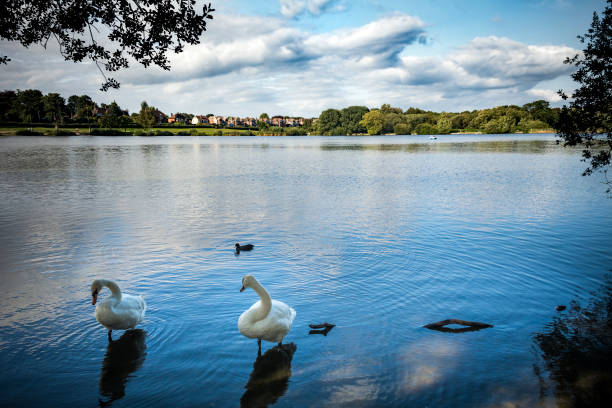 Petersfield heath pond on sunny afternoon in Hampshire View of the pond with swans by at the edge of the Hampshire market town petersfield stock pictures, royalty-free photos & images