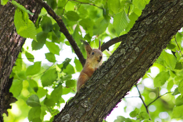 istock Squirrel on a tree. Squirrel in the autumn park 1171900064