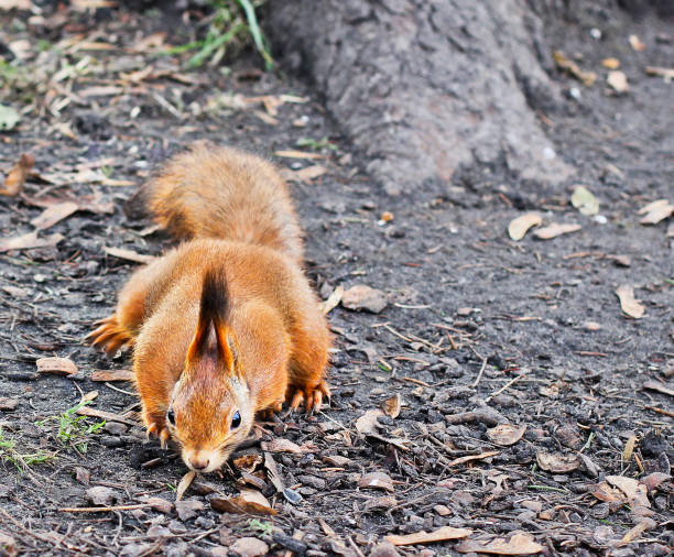 istock Squirrel in the autumn park 1171900557