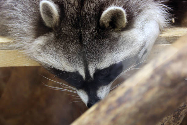 istock Raccoon at the zoo 1171900596