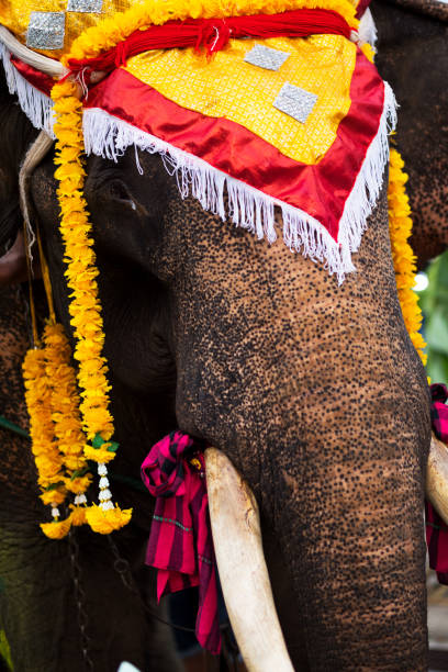 istock Closup of thai elephant 1171900716
