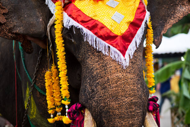 istock Portrait of thai elephant 1171900751