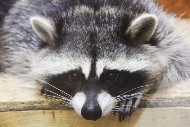 istock Raccoon at the zoo 1171900762