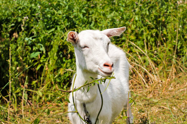 istock Goat in the field. Whole goat. Animal 1171900806