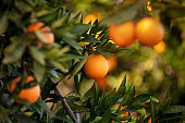 Orange trees