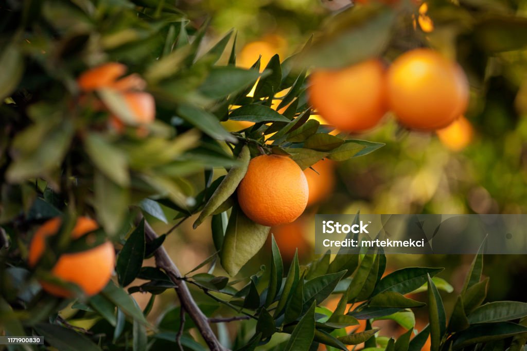 Orange trees Orange - Fruit, Fruit, Citrus Fruit, Tangerine, Crete Orange - Fruit Stock Photo