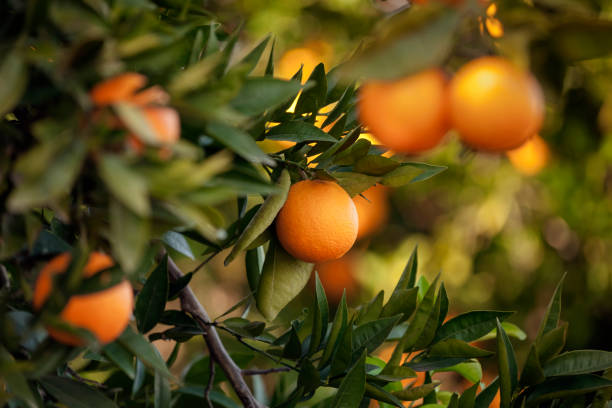 Orange trees Orange - Fruit, Fruit, Citrus Fruit, Tangerine, Crete orchard stock pictures, royalty-free photos & images