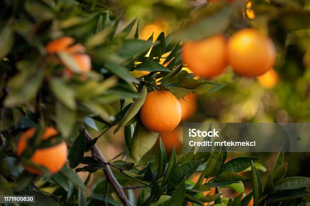 Orange Trees Stock Photo - Download Image Now - Orange - Fruit, Orange Color, Fruit