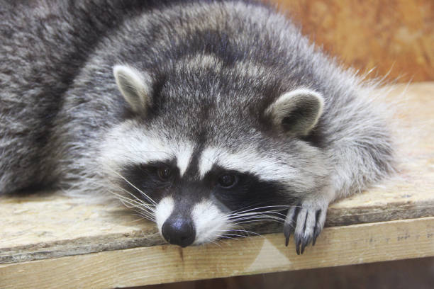 istock Raccoon at the zoo 1171900851
