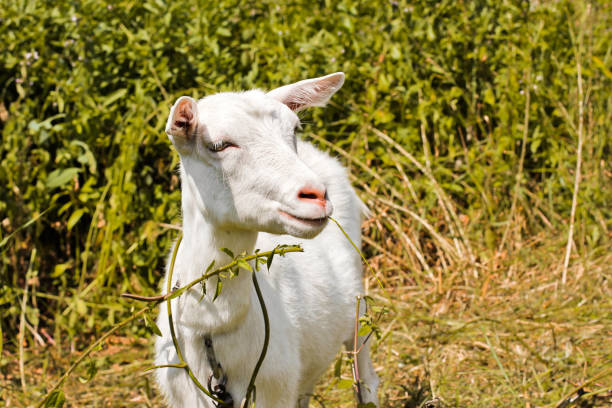 istock Goat in the field. Whole goat. Animal 1171900859