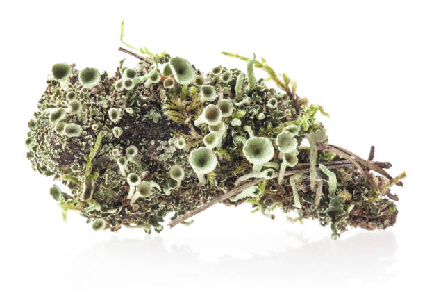 Lichen Cladonia chlorophaea (Flörke ex Sommerf.) Mealy Pixie-Cup Lichen isoliert auf weißem Hintergrund – Foto