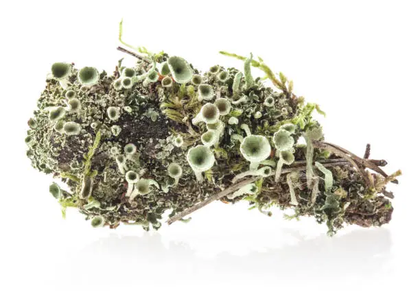 Lichen Cladonia chlorophaea (Flörke ex Sommerf.) Mealy Pixie-cup Lichen isolated on white background