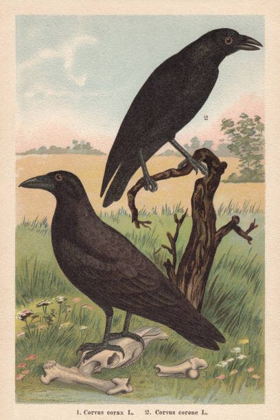 Northern raven and Carrion crow, chromolithograph, published in 1896 1) Northern raven (Corvus corax), 2) Carrion crow (Corvus corone). Chromolithograph, published in 1896. raven bird stock illustrations