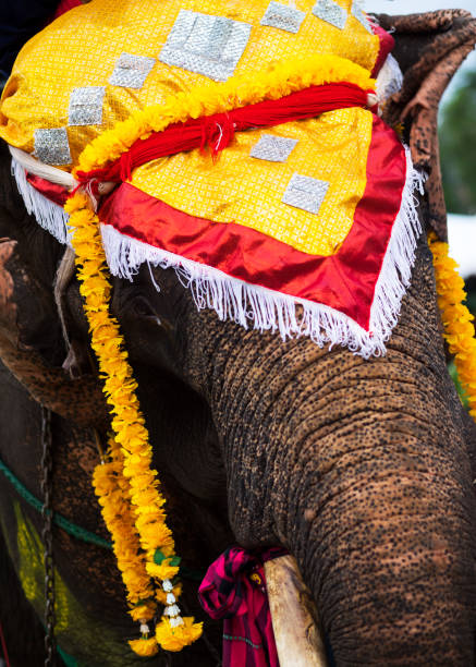 istock Decorated head of thai elephant 1171900939