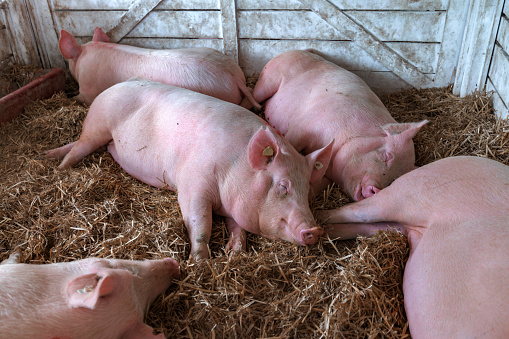 American yorkshire female pigs in pen on livestock farm