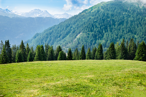 Pasture Grass Field In Austrian Alps In Summer